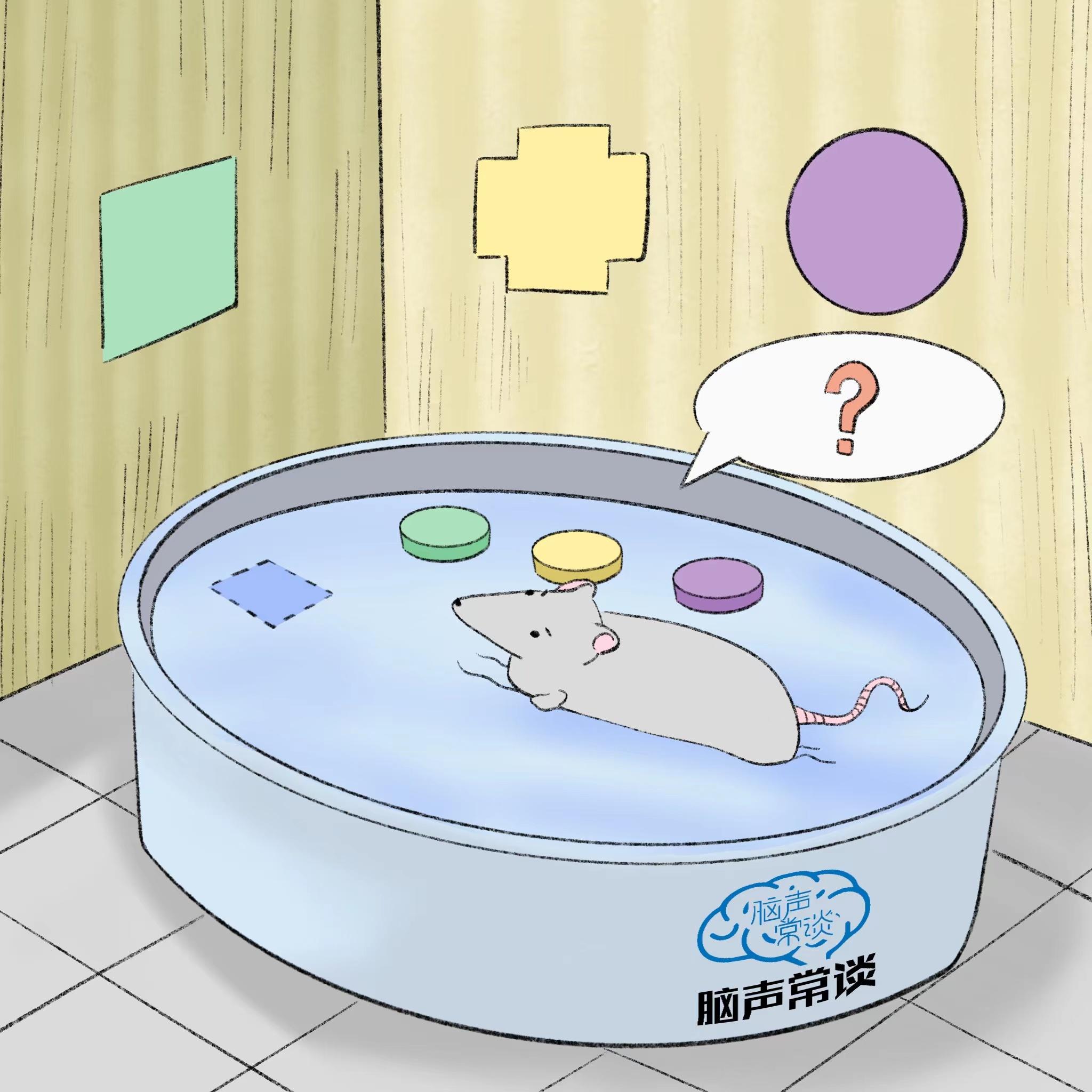 浅析Morris 水迷宫实验在小鼠行为学表现中的应用